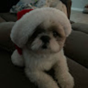 Meet your Posher, Bailey